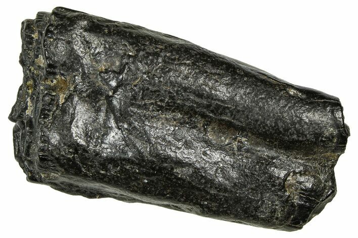 Pleistocene Aged Fossil Horse Tooth - South Carolina #374122